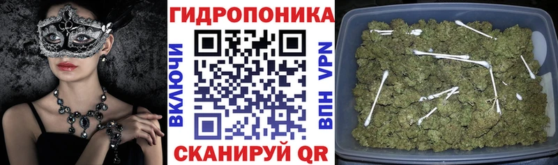 Шишки марихуана Ganja  Купить где  Ивангород 